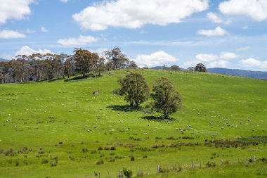 Kırsal Avustralya 'daki yemyeşil bir tepede koyun sürüsü otluyor. Sürdürülebilir Çimen Yönetimi, Merino koyunları, Yeni Zelanda 'da ve ilkbaharda Avustralya' da otlamak ve yemek.