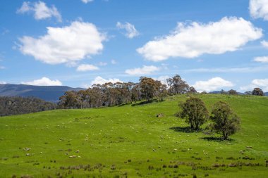Kırsal Avustralya 'daki yemyeşil bir tepede koyun sürüsü otluyor. Sürdürülebilir Çimen Yönetimi, Merino koyunları, Yeni Zelanda 'da ve ilkbaharda Avustralya' da otlamak ve yemek.