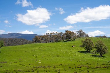 Kırsal Avustralya 'daki yemyeşil bir tepede koyun sürüsü otluyor. Sürdürülebilir Çimen Yönetimi, Merino koyunları, Yeni Zelanda 'da ve ilkbaharda Avustralya' da otlamak ve yemek.