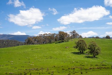 Kırsal Avustralya 'daki yemyeşil bir tepede koyun sürüsü otluyor. Sürdürülebilir Çimen Yönetimi, Merino koyunları, Yeni Zelanda 'da ve ilkbaharda Avustralya' da otlamak ve yemek.