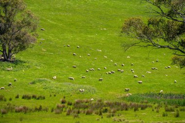 Kırsal Avustralya 'daki yemyeşil bir tepede koyun sürüsü otluyor. Sürdürülebilir Çimen Yönetimi, Merino koyunları, Yeni Zelanda 'da ve ilkbaharda Avustralya' da otlamak ve yemek.
