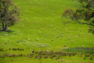 Kırsal Avustralya 'daki yemyeşil bir tepede koyun sürüsü otluyor. Sürdürülebilir Çimen Yönetimi, Merino koyunları, Yeni Zelanda 'da ve ilkbaharda Avustralya' da otlamak ve yemek.