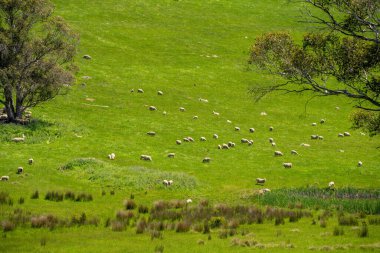 Kırsal Avustralya 'daki yemyeşil bir tepede koyun sürüsü otluyor. Sürdürülebilir Çimen Yönetimi, Merino koyunları, Yeni Zelanda 'da ve ilkbaharda Avustralya' da otlamak ve yemek.