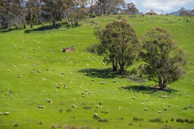 Kırsal Avustralya 'daki yemyeşil bir tepede koyun sürüsü otluyor. Sürdürülebilir Çimen Yönetimi, Merino koyunları, Yeni Zelanda 'da ve ilkbaharda Avustralya' da otlamak ve yemek.