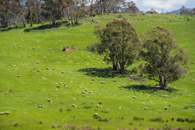 Kırsal Avustralya 'daki yemyeşil bir tepede koyun sürüsü otluyor. Sürdürülebilir Çimen Yönetimi, Merino koyunları, Yeni Zelanda 'da ve ilkbaharda Avustralya' da otlamak ve yemek.