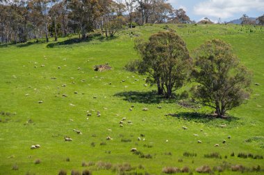 Kırsal Avustralya 'daki yemyeşil bir tepede koyun sürüsü otluyor. Sürdürülebilir Çimen Yönetimi, Merino koyunları, Yeni Zelanda 'da ve ilkbaharda Avustralya' da otlamak ve yemek.