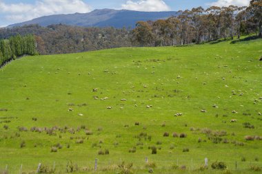 Kırsal Avustralya 'daki yemyeşil bir tepede koyun sürüsü otluyor. Sürdürülebilir Çimen Yönetimi, Merino koyunları, Yeni Zelanda 'da ve ilkbaharda Avustralya' da otlamak ve yemek.