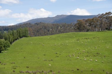 Kırsal Avustralya 'daki yemyeşil bir tepede koyun sürüsü otluyor. Sürdürülebilir Çimen Yönetimi, Merino koyunları, Yeni Zelanda 'da ve ilkbaharda Avustralya' da otlamak ve yemek.