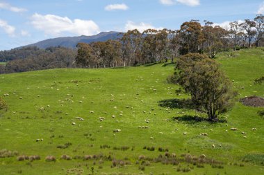 Kırsal Avustralya 'daki yemyeşil bir tepede koyun sürüsü otluyor. Sürdürülebilir Çimen Yönetimi, Merino koyunları, Yeni Zelanda 'da ve ilkbaharda Avustralya' da otlamak ve yemek.