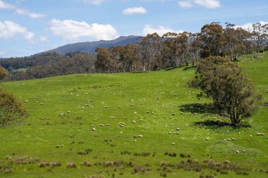 Kırsal Avustralya 'daki yemyeşil bir tepede koyun sürüsü otluyor. Sürdürülebilir Çimen Yönetimi, Merino koyunları, Yeni Zelanda 'da ve ilkbaharda Avustralya' da otlamak ve yemek.