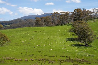 Green Pasture çiftliği sürdürülebilir tarım yapıyor Avustralya 'da yenilenebilir çiftliğin geleceği. Sağlıklı Toprak Yönetimi, Çevre Yönetimi ve Kırsal Peyzaj Gösterimi