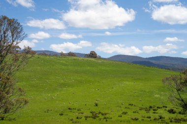 Kırsal Avustralya 'daki yemyeşil bir tepede koyun sürüsü otluyor. Sürdürülebilir Çimen Yönetimi, Merino koyunları, Yeni Zelanda 'da ve ilkbaharda Avustralya' da otlamak ve yemek.