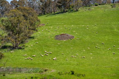 Kırsal Avustralya 'daki yemyeşil bir tepede koyun sürüsü otluyor. Sürdürülebilir Çimen Yönetimi, Merino koyunları, Yeni Zelanda 'da ve ilkbaharda Avustralya' da otlamak ve yemek.