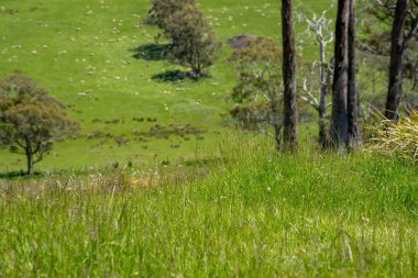 Kırsal Avustralya 'daki yemyeşil bir tepede koyun sürüsü otluyor. Sürdürülebilir Çimen Yönetimi, Merino koyunları, Yeni Zelanda 'da ve ilkbaharda Avustralya' da otlamak ve yemek.