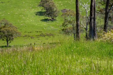 Kırsal Avustralya 'daki yemyeşil bir tepede koyun sürüsü otluyor. Sürdürülebilir Çimen Yönetimi, Merino koyunları, Yeni Zelanda 'da ve ilkbaharda Avustralya' da otlamak ve yemek.