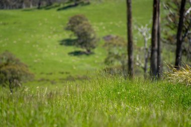 Kırsal Avustralya 'daki yemyeşil bir tepede koyun sürüsü otluyor. Sürdürülebilir Çimen Yönetimi, Merino koyunları, Yeni Zelanda 'da ve ilkbaharda Avustralya' da otlamak ve yemek.