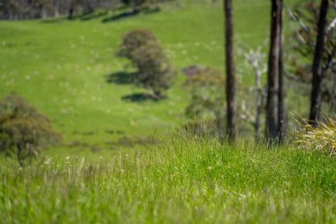 Kırsal Avustralya 'daki yemyeşil bir tepede koyun sürüsü otluyor. Sürdürülebilir Çimen Yönetimi, Merino koyunları, Yeni Zelanda 'da ve ilkbaharda Avustralya' da otlamak ve yemek.