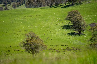 Green Pasture çiftliği sürdürülebilir tarım yapıyor Avustralya 'da yenilenebilir çiftliğin geleceği. Sağlıklı Toprak Yönetimi, Çevre Yönetimi ve Kırsal Peyzaj Gösterimi