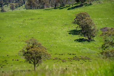 Kırsal Avustralya 'daki yemyeşil bir tepede koyun sürüsü otluyor. Sürdürülebilir Çimen Yönetimi, Merino koyunları, Yeni Zelanda 'da ve ilkbaharda Avustralya' da otlamak ve yemek.