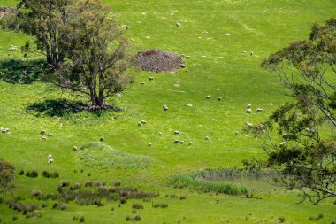 Kırsal Avustralya 'daki yemyeşil bir tepede koyun sürüsü otluyor. Sürdürülebilir Çimen Yönetimi, Merino koyunları, Yeni Zelanda 'da ve ilkbaharda Avustralya' da otlamak ve yemek.