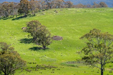 Kırsal Avustralya 'daki yemyeşil bir tepede koyun sürüsü otluyor. Sürdürülebilir Çimen Yönetimi, Merino koyunları, Yeni Zelanda 'da ve ilkbaharda Avustralya' da otlamak ve yemek.