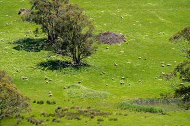 Kırsal Avustralya 'daki yemyeşil bir tepede koyun sürüsü otluyor. Sürdürülebilir Çimen Yönetimi, Merino koyunları, Yeni Zelanda 'da ve ilkbaharda Avustralya' da otlamak ve yemek.