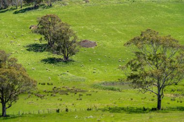 Kırsal Avustralya 'daki yemyeşil bir tepede koyun sürüsü otluyor. Sürdürülebilir Çimen Yönetimi, Merino koyunları, Yeni Zelanda 'da ve ilkbaharda Avustralya' da otlamak ve yemek.