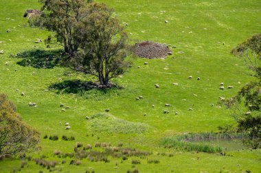 Kırsal Avustralya 'daki yemyeşil bir tepede koyun sürüsü otluyor. Sürdürülebilir Çimen Yönetimi, Merino koyunları, Yeni Zelanda 'da ve ilkbaharda Avustralya' da otlamak ve yemek.