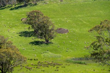 Kırsal Avustralya 'daki yemyeşil bir tepede koyun sürüsü otluyor. Sürdürülebilir Çimen Yönetimi, Merino koyunları, Yeni Zelanda 'da ve ilkbaharda Avustralya' da otlamak ve yemek.