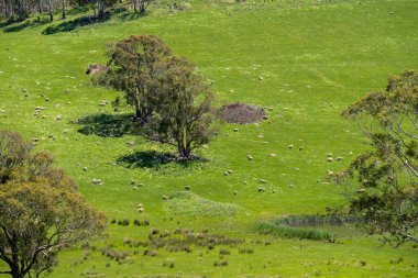 Kırsal Avustralya 'daki yemyeşil bir tepede koyun sürüsü otluyor. Sürdürülebilir Çimen Yönetimi, Merino koyunları, Yeni Zelanda 'da ve ilkbaharda Avustralya' da otlamak ve yemek.