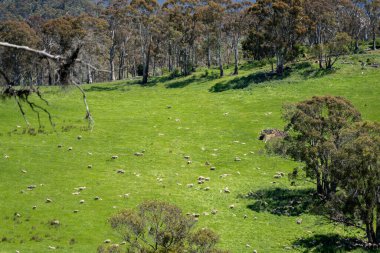 Kırsal Avustralya 'daki yemyeşil bir tepede koyun sürüsü otluyor. Sürdürülebilir Çimen Yönetimi, Merino koyunları, Yeni Zelanda 'da ve ilkbaharda Avustralya' da otlamak ve yemek.