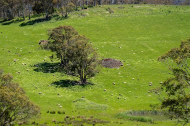 Kırsal Avustralya 'daki yemyeşil bir tepede koyun sürüsü otluyor. Sürdürülebilir Çimen Yönetimi, Merino koyunları, Yeni Zelanda 'da ve ilkbaharda Avustralya' da otlamak ve yemek.