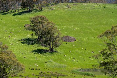 Kırsal Avustralya 'daki yemyeşil bir tepede koyun sürüsü otluyor. Sürdürülebilir Çimen Yönetimi, Merino koyunları, Yeni Zelanda 'da ve ilkbaharda Avustralya' da otlamak ve yemek.