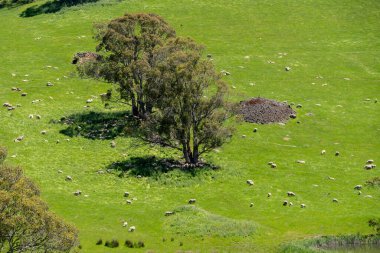 Kırsal Avustralya 'daki yemyeşil bir tepede koyun sürüsü otluyor. Sürdürülebilir Çimen Yönetimi, Merino koyunları, Yeni Zelanda 'da ve ilkbaharda Avustralya' da otlamak ve yemek.