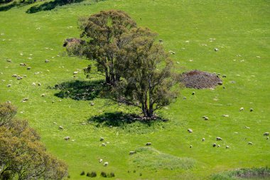 Kırsal Avustralya 'daki yemyeşil bir tepede koyun sürüsü otluyor. Sürdürülebilir Çimen Yönetimi, Merino koyunları, Yeni Zelanda 'da ve ilkbaharda Avustralya' da otlamak ve yemek.