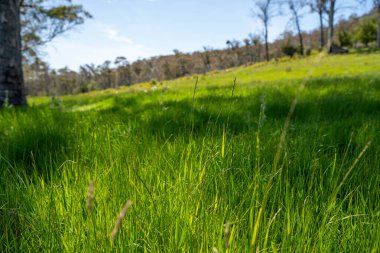 Kırsal Avustralya 'daki yemyeşil bir tepede koyun sürüsü otluyor. Sürdürülebilir Çimen Yönetimi, Merino koyunları, Yeni Zelanda 'da ve ilkbaharda Avustralya' da otlamak ve yemek.