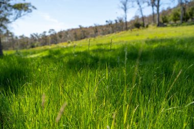 Kırsal Avustralya 'daki yemyeşil bir tepede koyun sürüsü otluyor. Sürdürülebilir Çimen Yönetimi, Merino koyunları, Yeni Zelanda 'da ve ilkbaharda Avustralya' da otlamak ve yemek.