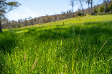 Kırsal Avustralya 'daki yemyeşil bir tepede koyun sürüsü otluyor. Sürdürülebilir Çimen Yönetimi, Merino koyunları, Yeni Zelanda 'da ve ilkbaharda Avustralya' da otlamak ve yemek.