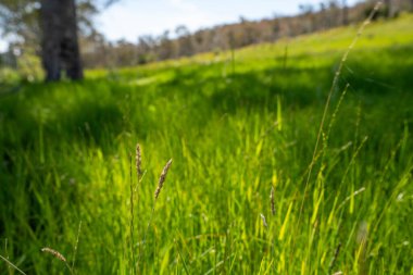 Green Pasture çiftliği sürdürülebilir tarım yapıyor Avustralya 'da yenilenebilir çiftliğin geleceği. Sağlıklı Toprak Yönetimi, Çevre Yönetimi ve Kırsal Peyzaj Gösterimi