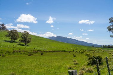 Kırsal Avustralya 'daki yemyeşil bir tepede koyun sürüsü otluyor. Sürdürülebilir Çimen Yönetimi, Merino koyunları, Yeni Zelanda 'da ve ilkbaharda Avustralya' da otlamak ve yemek.