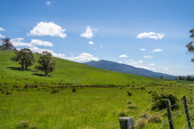 Kırsal Avustralya 'daki yemyeşil bir tepede koyun sürüsü otluyor. Sürdürülebilir Çimen Yönetimi, Merino koyunları, Yeni Zelanda 'da ve ilkbaharda Avustralya' da otlamak ve yemek.