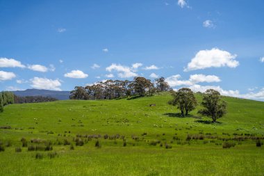 Kırsal Avustralya 'daki yemyeşil bir tepede koyun sürüsü otluyor. Sürdürülebilir Çimen Yönetimi, Merino koyunları, Yeni Zelanda 'da ve ilkbaharda Avustralya' da otlamak ve yemek.