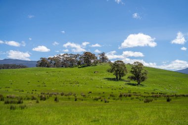 Kırsal Avustralya 'daki yemyeşil bir tepede koyun sürüsü otluyor. Sürdürülebilir Çimen Yönetimi, Merino koyunları, Yeni Zelanda 'da ve ilkbaharda Avustralya' da otlamak ve yemek.
