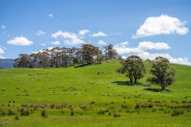 Kırsal Avustralya 'daki yemyeşil bir tepede koyun sürüsü otluyor. Sürdürülebilir Çimen Yönetimi, Merino koyunları, Yeni Zelanda 'da ve ilkbaharda Avustralya' da otlamak ve yemek.