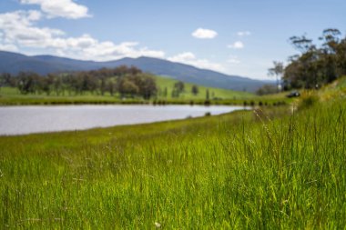 Green Pasture çiftliği sürdürülebilir tarım yapıyor Avustralya 'da yenilenebilir çiftliğin geleceği. Sağlıklı Toprak Yönetimi, Çevre Yönetimi ve Kırsal Peyzaj Gösterimi