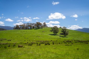 Kırsal Avustralya 'daki yemyeşil bir tepede koyun sürüsü otluyor. Sürdürülebilir Çimen Yönetimi, Merino koyunları, Yeni Zelanda 'da ve ilkbaharda Avustralya' da otlamak ve yemek.