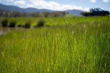 Yenileyici organik çiftçi, ot dokusu örnekleri alıyor ve bir çiftlikteki bitki gelişimine bakıyor. Bir çiftlikte sürdürülebilir tarım uygulaması
