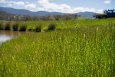 Green Pasture çiftliği sürdürülebilir tarım yapıyor Avustralya 'da yenilenebilir çiftliğin geleceği. Sağlıklı Toprak Yönetimi, Çevre Yönetimi ve Kırsal Peyzaj Gösterimi