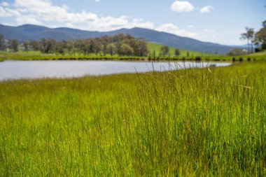 Green Pasture çiftliği sürdürülebilir tarım yapıyor Avustralya 'da yenilenebilir çiftliğin geleceği. Sağlıklı Toprak Yönetimi, Çevre Yönetimi ve Kırsal Peyzaj Gösterimi