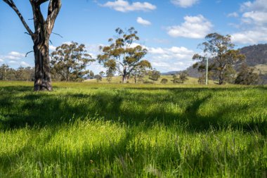 Altın Avustralya Çiftliği, yemyeşil çimleri, tarlada inekleri, sakızlı manzarası var. Geniş Kırsal Araziler ve Avustralya 'da sürdürülebilir yenilenebilir tarım için ilkbaharda